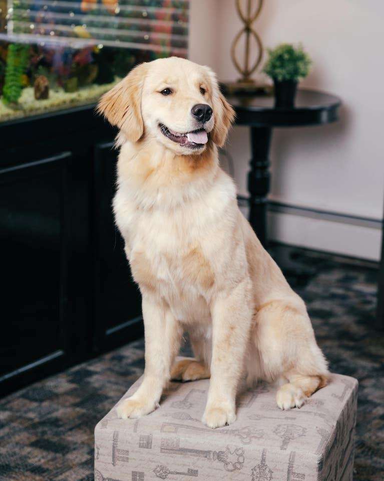 office dog sage