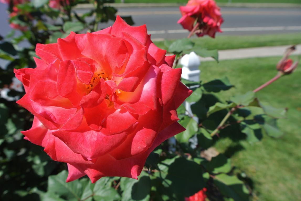 close up of red rose | cheshire dental associates
